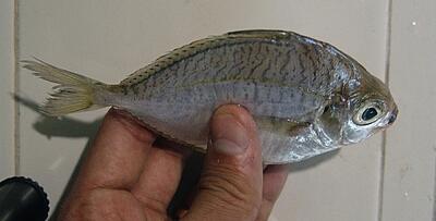 An ungloved human hand holding a specimen of a small fish with silvery scales with thin black markings.