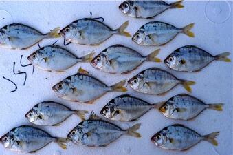 Fifteen fish specimens of the same small species, silver with black markings, against a white styrofoam background.