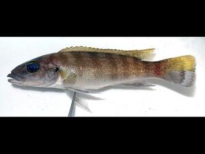 A small, long, light-brown-colored fish with darker brown vertical stripes on its body.