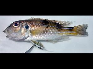 A fish specimen with a small jaw and silvery scales with darker markings.