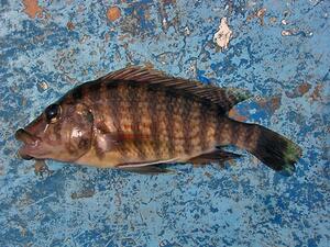 A brown fish with black horizontal stripes from head to tail.