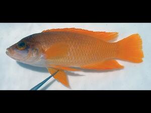 A specimen of a small fish with bright orange-color body scales, orange fins and tail, and a darker silvery-color head.