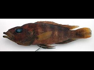 A fish specimen with a large eye, large mouth, coppery-brown scales and fins, and darker brown horizontal stripes.