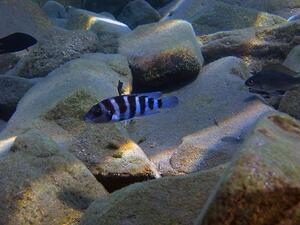 Three fish near a sandy rocky bottom, one small and black, another, bright blue with thick black vertical stripes, the third, gray with long dorsal fin.
