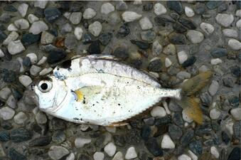 A small silver-colored fish.