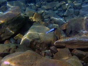 A small blue fish swimming near a rocky bottom.