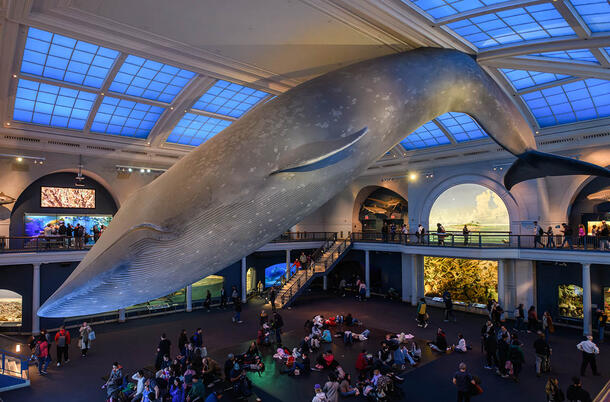 Museum visitors walk and sit below a life-sized model of a blue whale that is suspended from the ceiling of the Museum's Hall of Ocean Life.