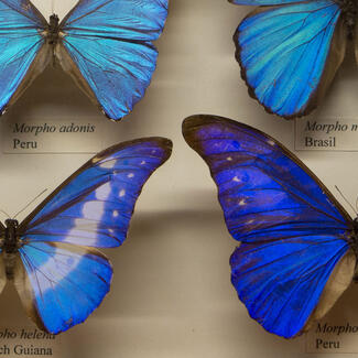 Brightly-colored butterfly specimens.