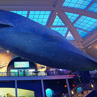 The Museum's iconic blue whale is suspended from the ceiling in the Milstein Hall of Ocean Life.