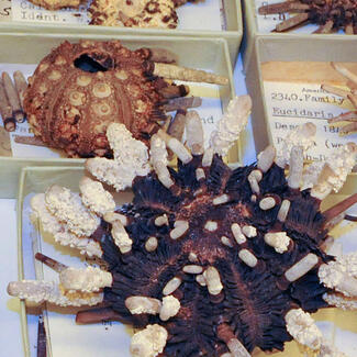 Sea urchin specimens from the Museum's collection.
