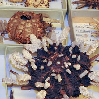 Sea urchin specimens from the Museum's collection.