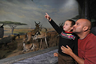 Adult holds a child that is pointing at a diorama in the Museum's Hall of North American Mammals.
