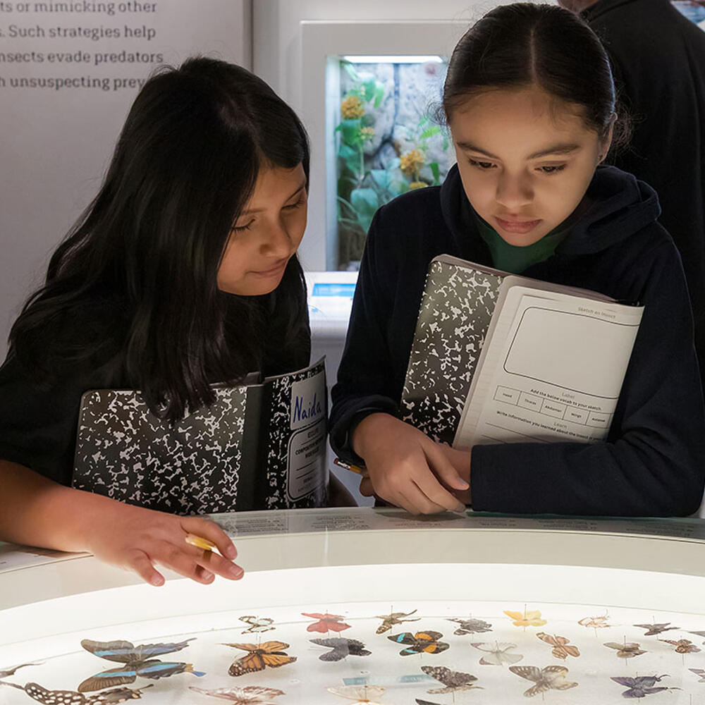 Two children holding notebooks view a tabletop display containing butterfly specimens.