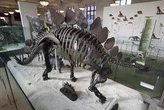 Life-sized Stegosaurus skeleton on display in one of the Museum's dinosaur halls.