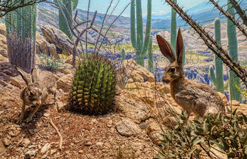 A diorama display inside the Museum's Hall of North American Animals contains two jackrabbit mounts next to a cactus, with a painted background of a desert landscape.