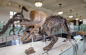 Triceratops fossil mount on display inside the Museum's Hall of Ornithischian Dinosaurs.