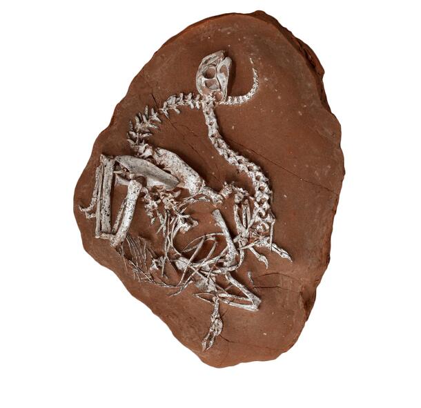 Khaan mcKennai Fossil 1127