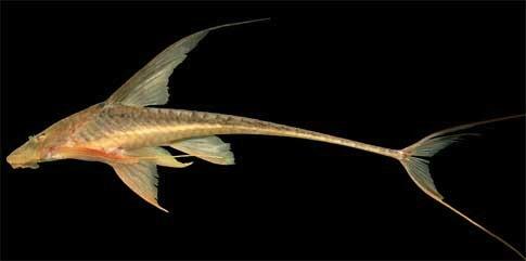Lamontichthys filamentosus, an armored catfish