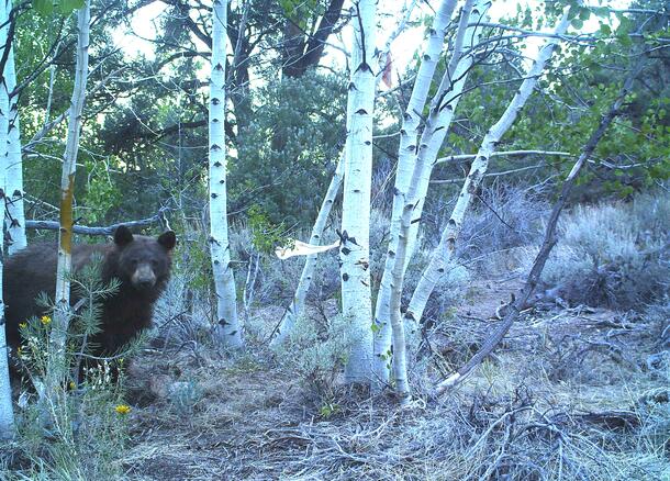 large male black bear