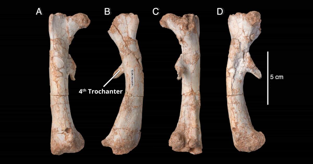 Classifying Dinosaurs Based on Fossils AMNH