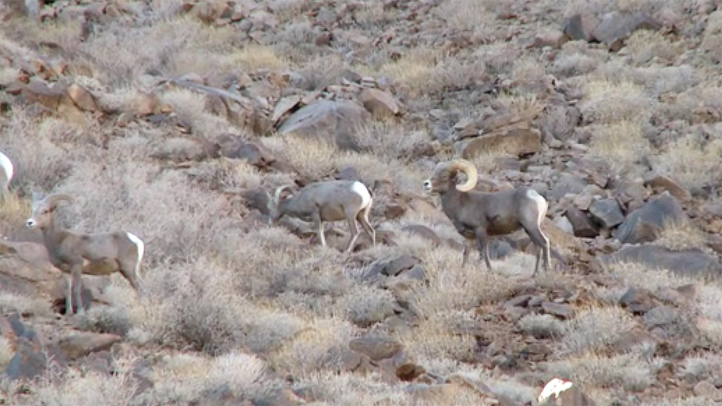 bighorn sheep in a field