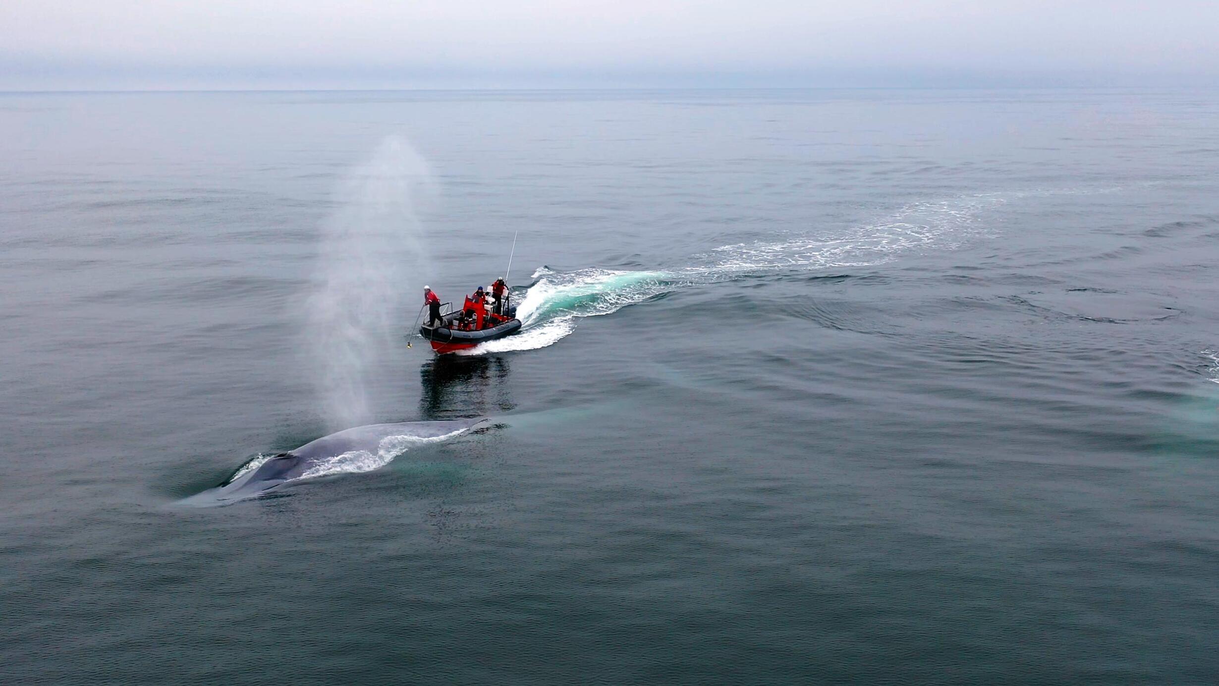 Three people on a small boat follow a whale whose back and blowhole are slightly exposed above the water.