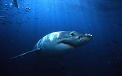Great white shark swims below the ocean's surface, with a school of fish in view behind it.
