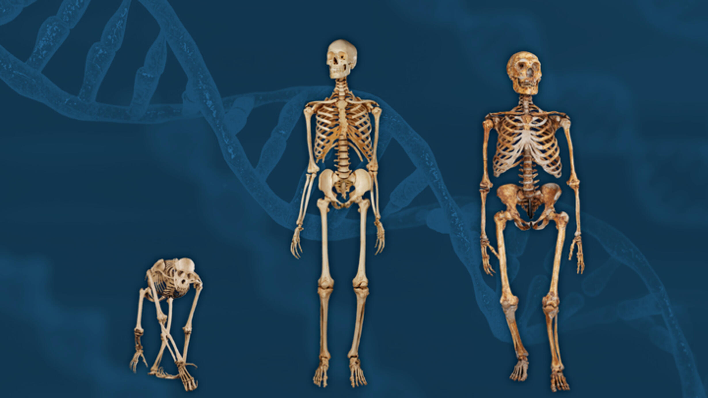 Three skeletons (a chimp, human, and neanderthal).