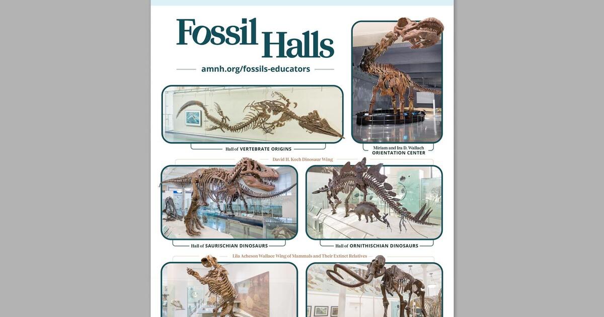 Educator Resources Dinosaur Fossil Halls AMNH
