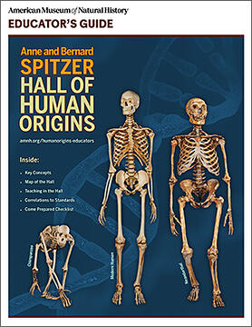 Cover of Educator's Guide titled "Anne and Bernard Spitzer Hall of Human Origins" featuring three skeletons (a chimp, human, and neanderthal).