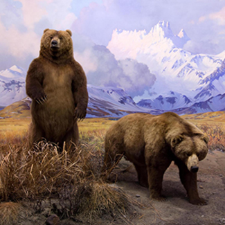 The two bears, one standing and one on all fours, from the Alaska brown bear diorama in the Hall of North American Mammals.