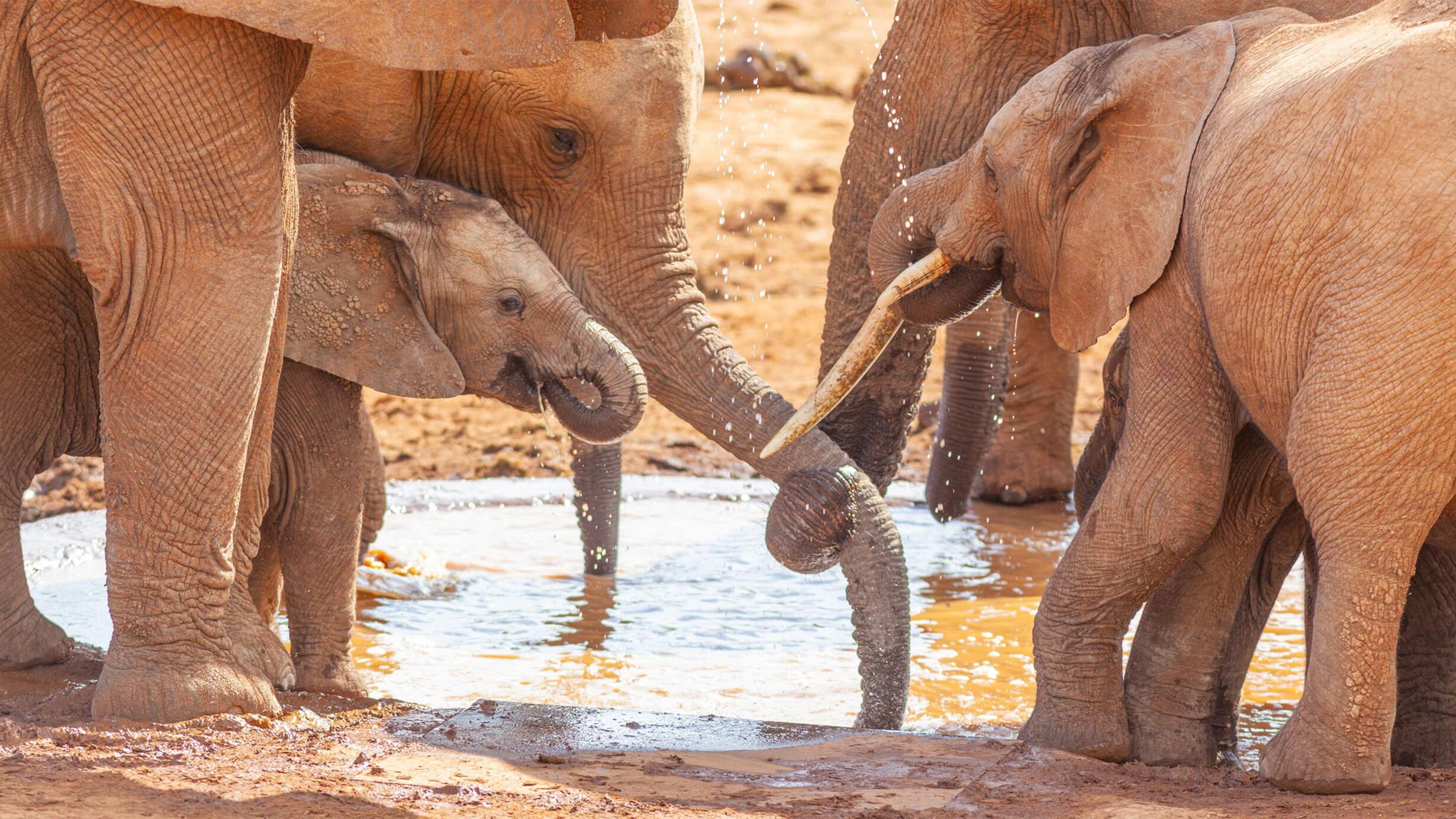 Elephants drinking water