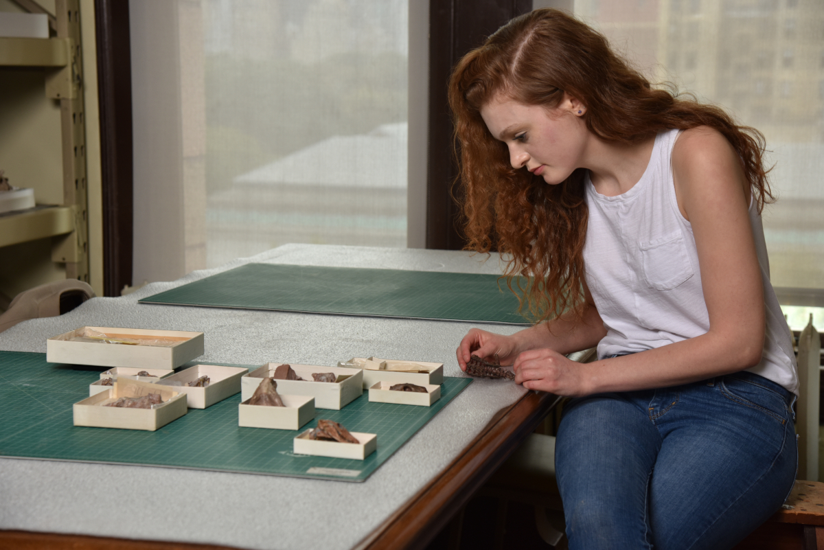 Eva Hoffman sitting at a table with small boxes of fossils