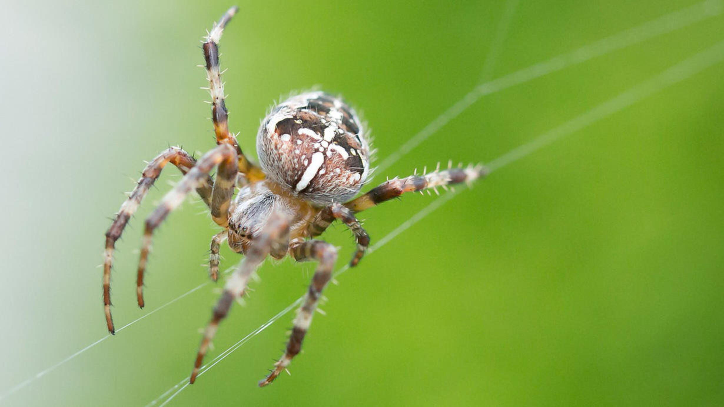 Talk for teachers Spider silks AMNH