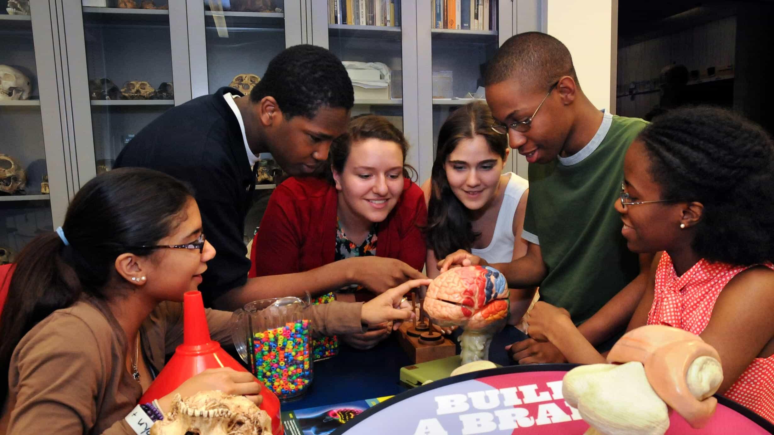 Teenagers examining an anatomical model of the human brain together.