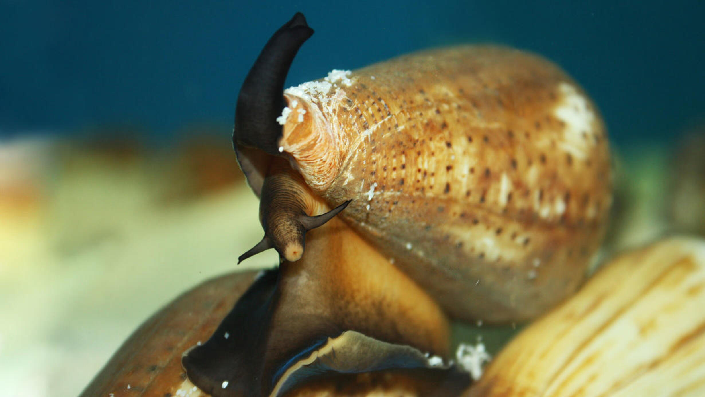 Killer Snails From Beach to Lab Bench to Bedside AMNH