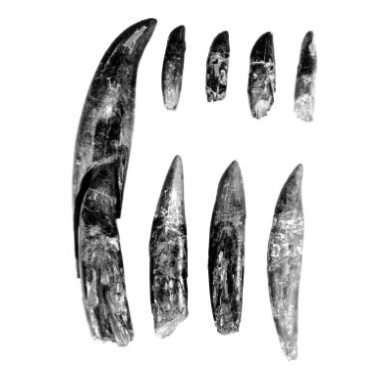 Dinosaur Teeth