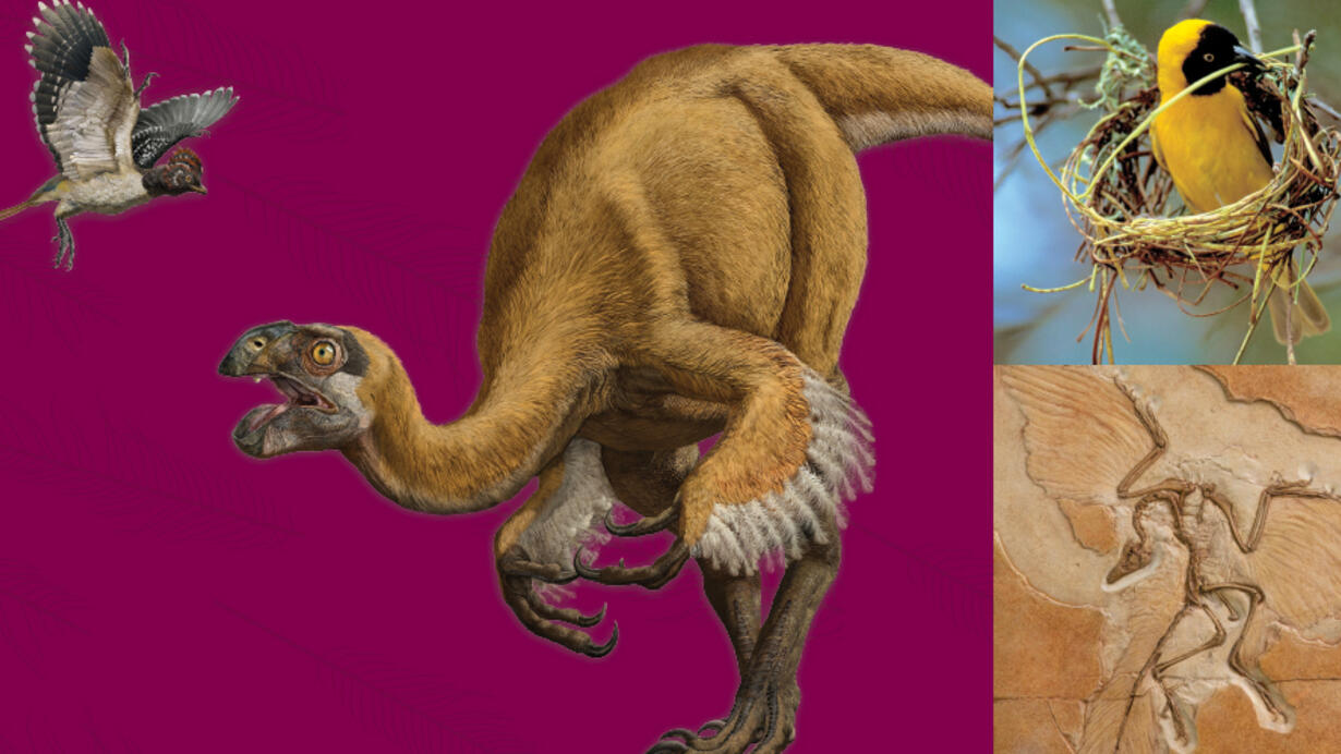 Educator Resources Dinosaurs Among Us Exhibit AMNH