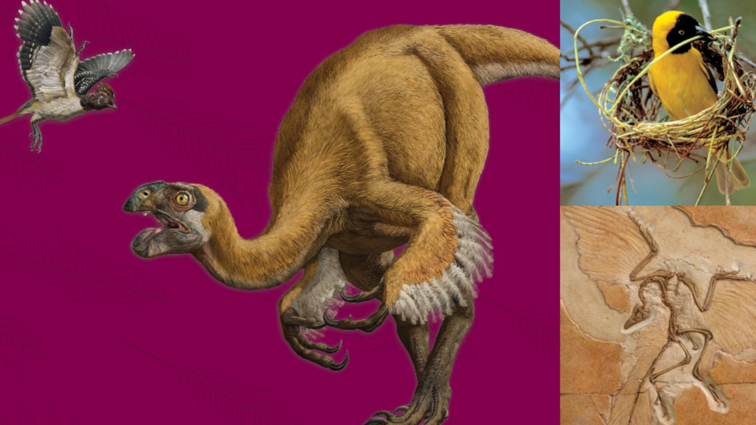 Collage of illustrated feathered dinosaur and a bird in flight (left), a bird in a nest (top right), and a fossilized winged dinosaur (bottom right).