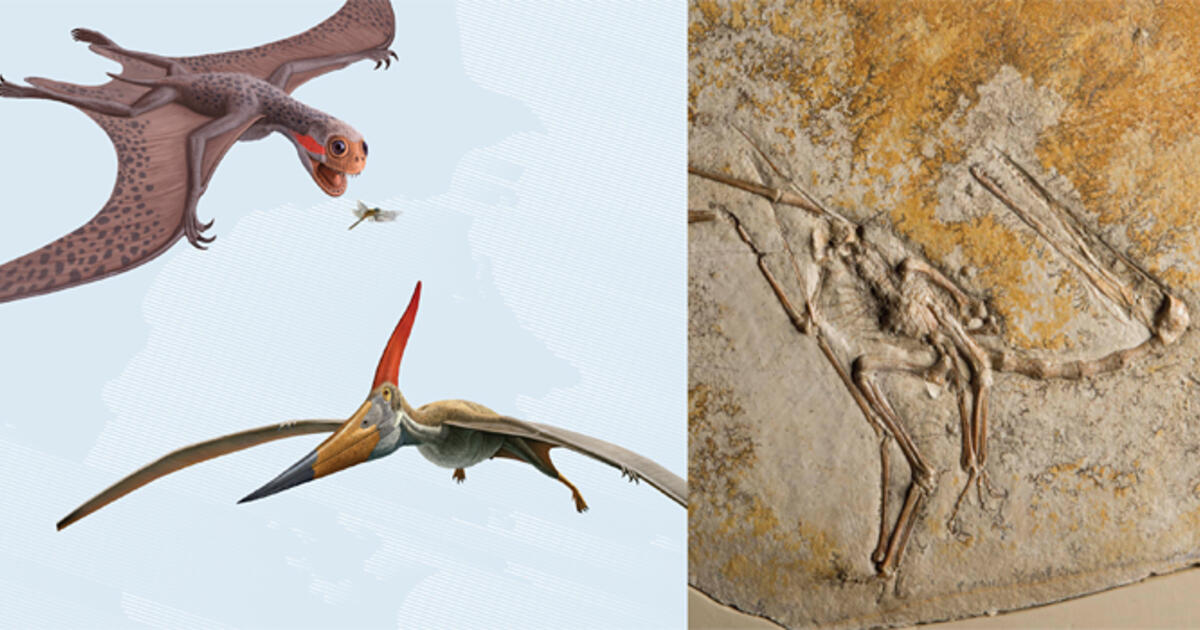 all pterosaurs