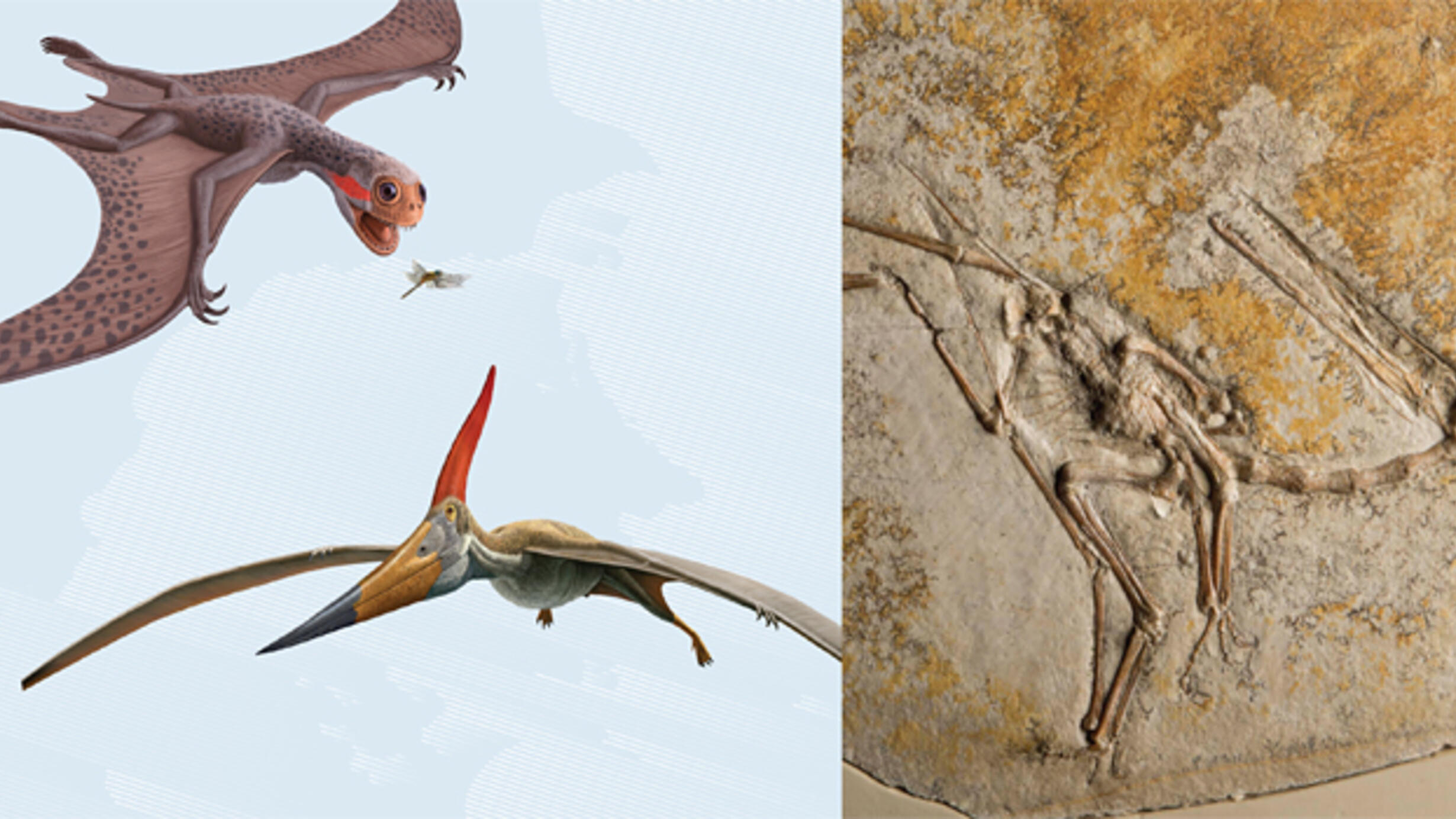 Pterosaurs: Flight in the Age of Dinosaurs