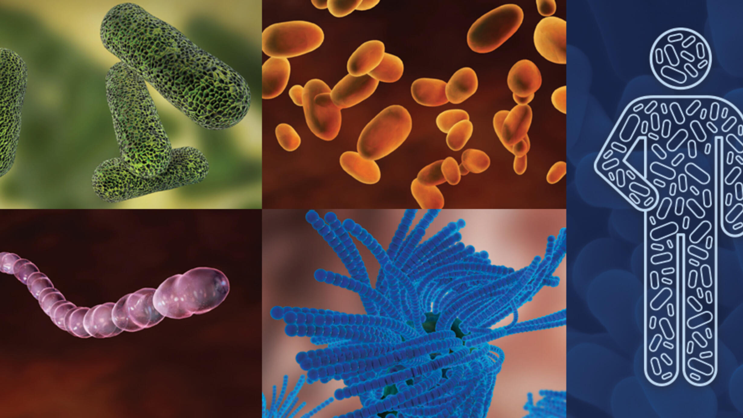 Collage with four colorful renderings of different types of bacteria of varying shapes beside a human figure icon filled with capsule shapes.