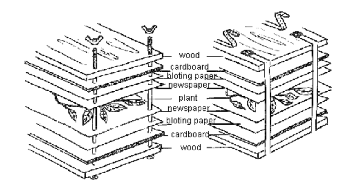 How to Press and Preserve Plants AMNH
