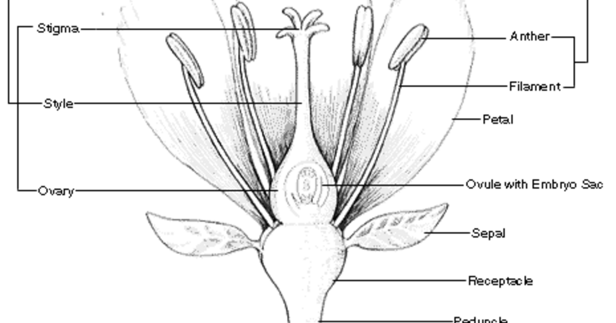 Blank Diagram Of Flower