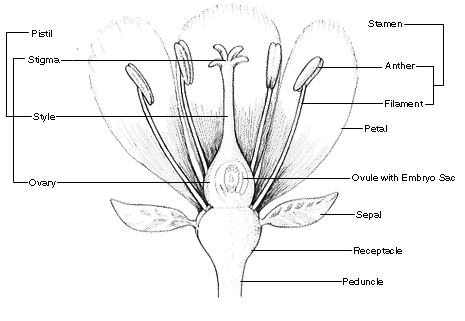 Diagram of a flower showing the pistil, stigma, style, ovary, stamen, anther, filament, petal, ovule with embryo sac, sepal, receptacle, and peduncle.