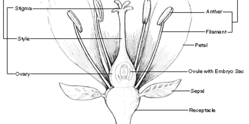 What does a petal sales do in a flower
