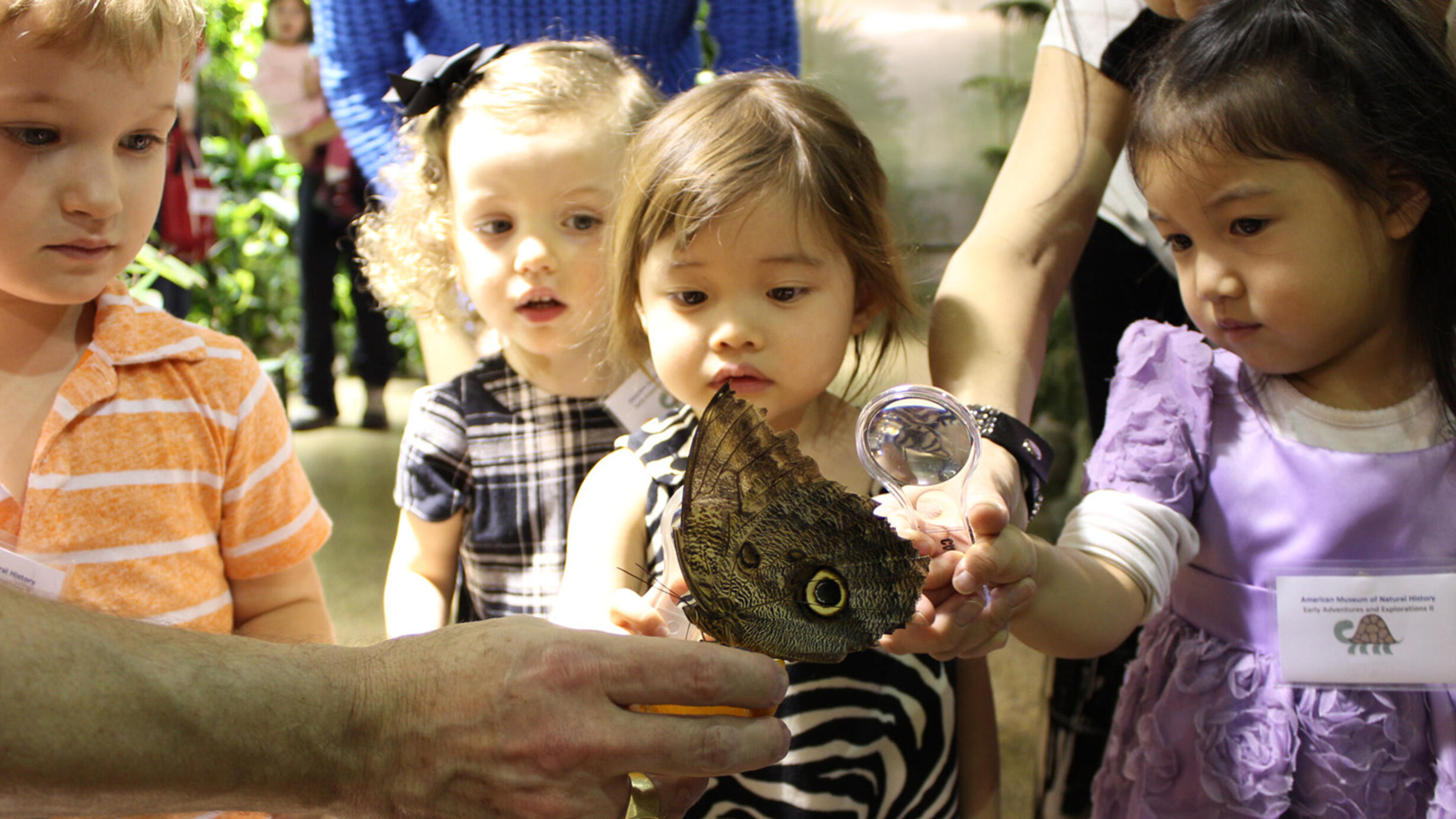 A group of preschoolers from the Early Adventures Program look at a butterfly with a magnifying glass.