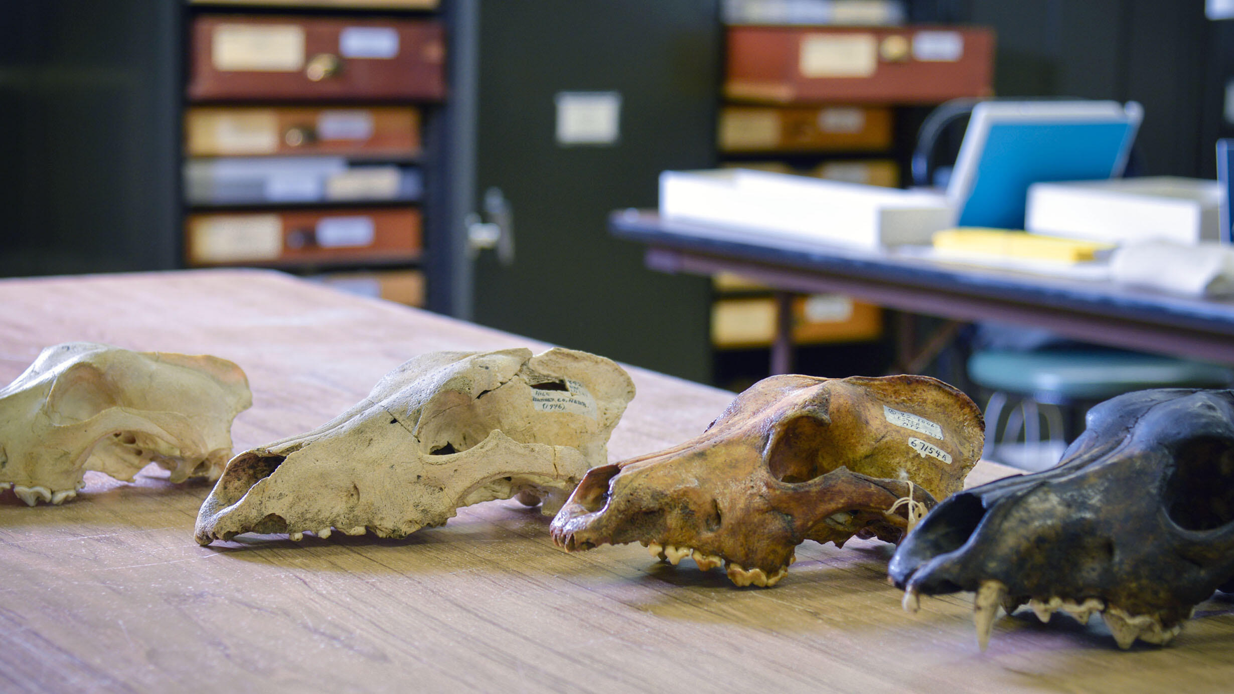 Labeled skulls on a desktop with file drawers and cabinets in the background.