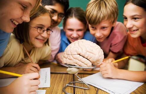 A group of children looking at a model of a human brain