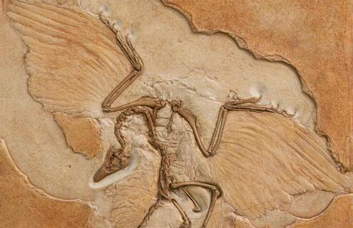 A fossilized specimen of the dinosaur Archaeopteryx, showing evidence of feathers